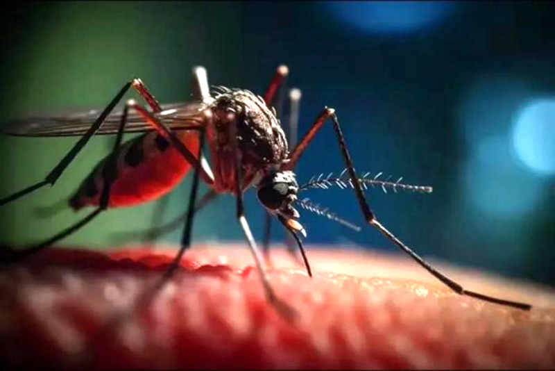 Brésil: deux décès dus à la fièvre d'Oropouche, une première dans le monde