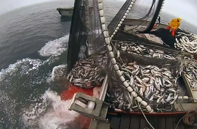Accord de partenariat de pêche RIM-UE : dernière ligne droite !